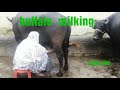 Buffalo Milking By Hand Punjab Village Life Stories