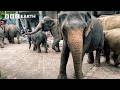 The Island Where Elephants And Humans Live Side By Side Guardians BBC Earth