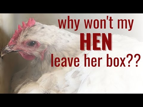 Why Your Hen Won't Leave Her Nesting Box (Broody Hens Explained)