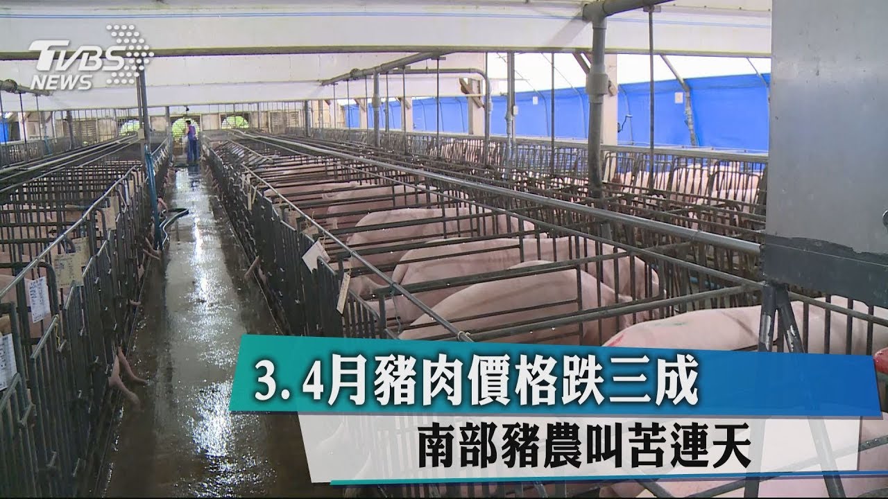 3、4月豬肉價格跌3成 南部豬農叫苦連天