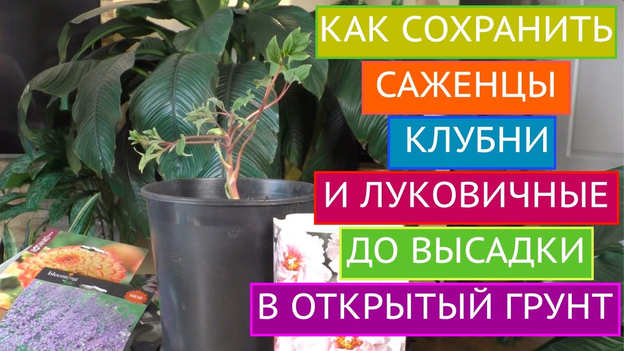 Как сохранить купленные саженцы, клубни и луковичные до высадки в открытый грунт!