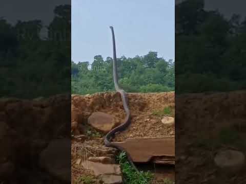 Snake 🐍 alert video