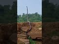 Snake Alert Video