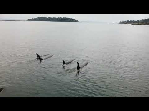 Killer Whales visiting Neah Bay.