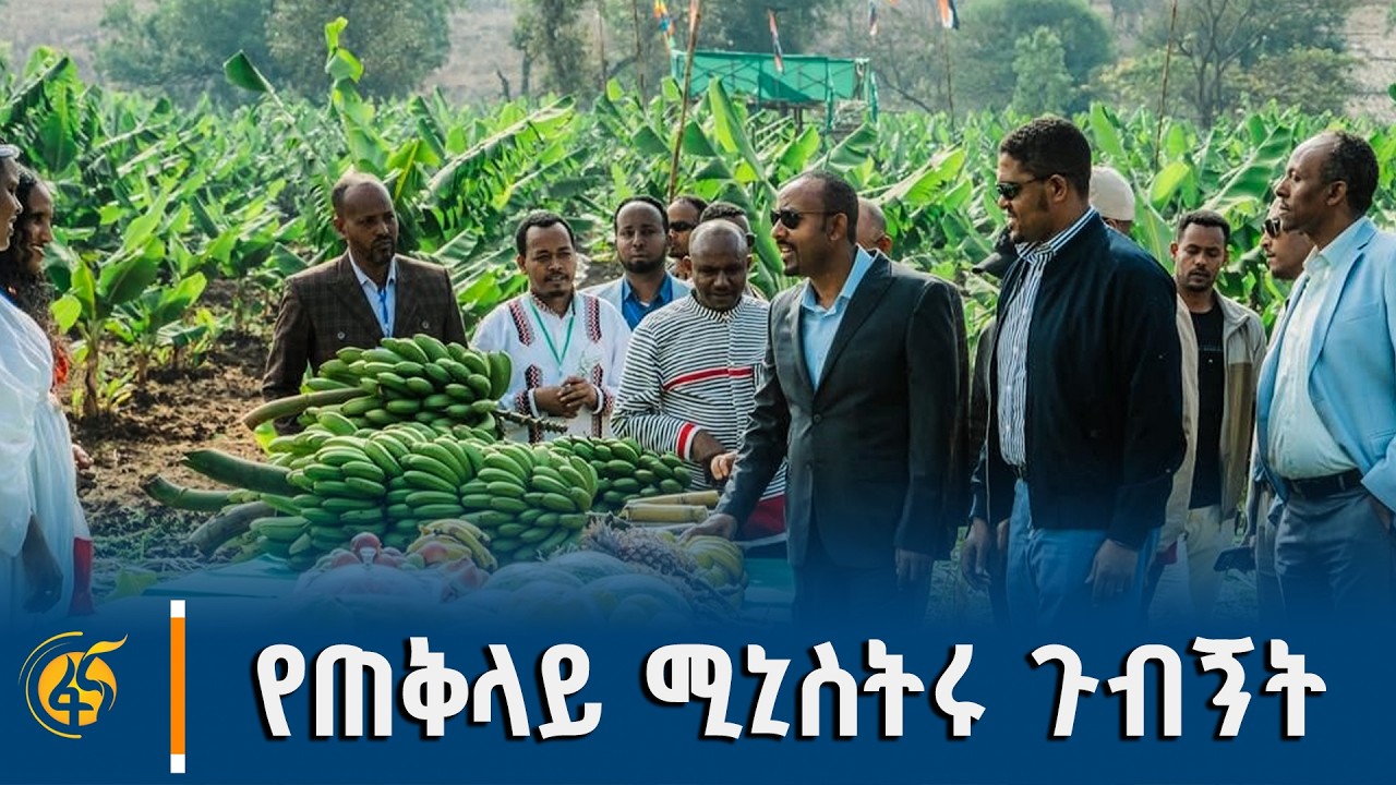 የቄለም ወለጋ ዞን ሃዋ ገላን ወረዳ በሌማት ትሩፋት መርሃ-ግብር የለማ የሙዝ እርሻ ጉብ?