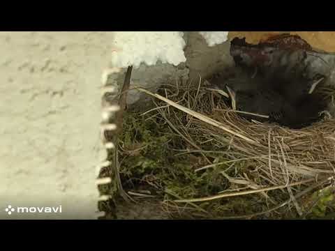 The nest/hniezdo (sk)