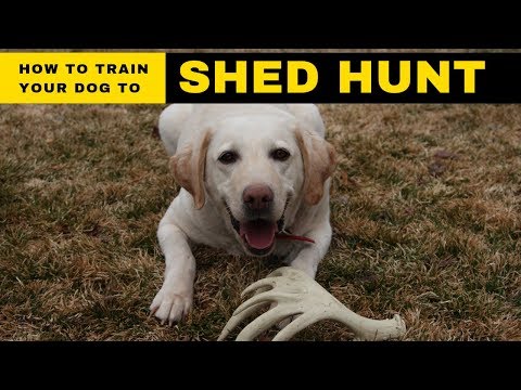 YouTube video about: How to train a dog to shed hunt?