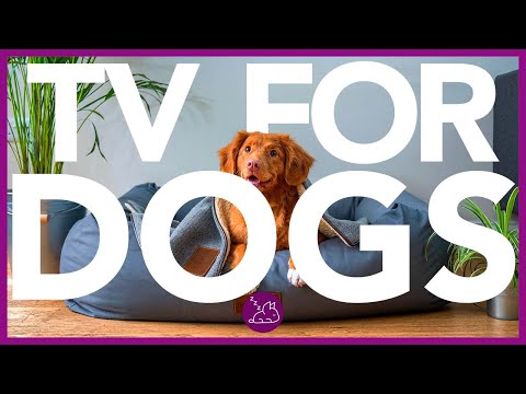 EXTRA-LONG DOG TV - All Day Entertainment Video for Dogs (20 HOURS)