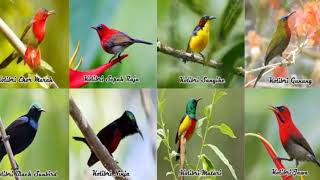 Download lagu MP3 suara pikat konin (Kolibri ninja) jamin lengket mp3