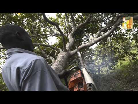 African Cashew Initiative — trailer thumbnail