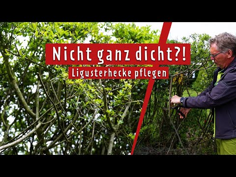 Ligusterhecke mit Löchern retten! Das rät der Pflanzenarzt | MDR Garten