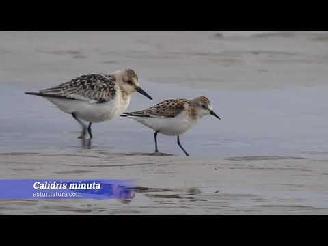 Vídeo de Calidris minuta. <em>© César Fernández González