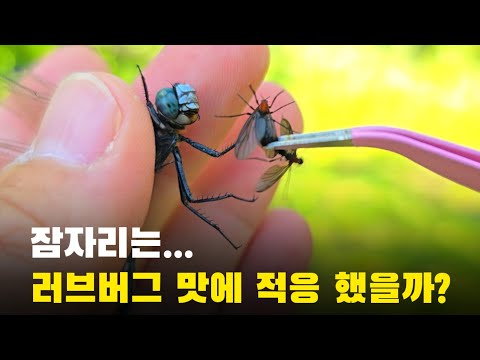 잠자리는 러브버그 맛에 적응 했을까?