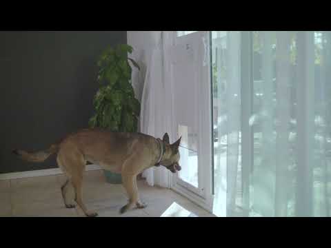 Power Pet Low-E Fully Automatic Patio Door Regular Height - Large Video