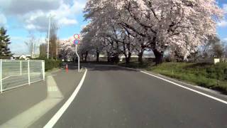 preview picture of video 'Sakura Road 2 in Fukushima 2011'