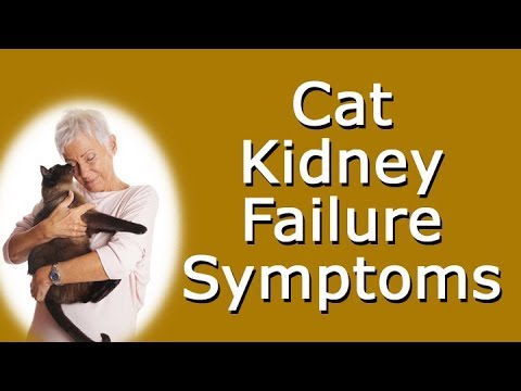 Cat Kidney Failure Symptoms - YouTube