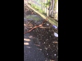 Snake in bradford 6foot 