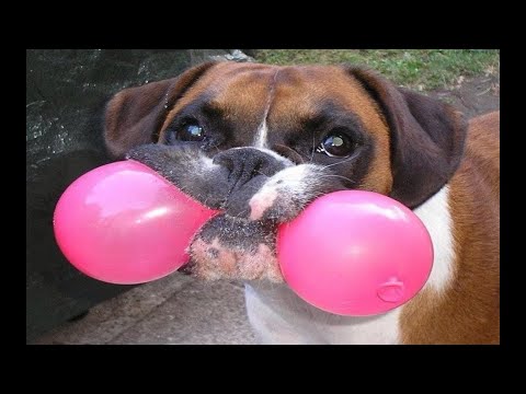 כלבים נגד בלונים - קרב איתנים!