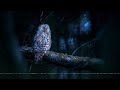 Tawny Owl Call Almunge Sweden 2024 Field Recording