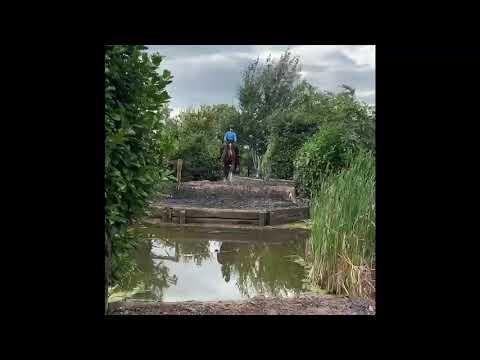 5yo Irish draught mare for sale - Image 2