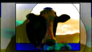 DAmN...pearl jam cow walk.MP4