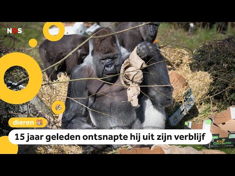 Wereldberoemde gorilla Bokito is jarig