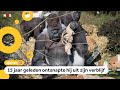 Wereldberoemde gorilla Bokito is jarig
