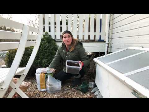 Vinterså perenner och tåliga annueller utomhus i trädgården Vintersådder