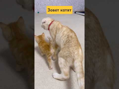 МашаАллах #shortvideo #cat #животные #красиваякошка #тикток #котята # #кот #прикольныекоты