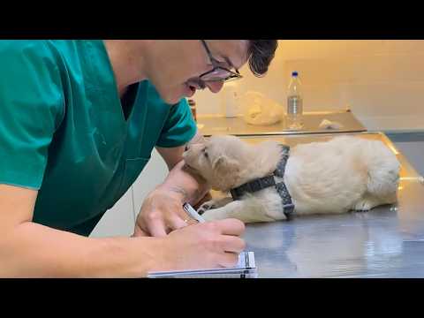 Les chiens qui distraient totalement les vétérinaires pendant les examens ! 🤣 Les réactions les plus drôles des chiens !