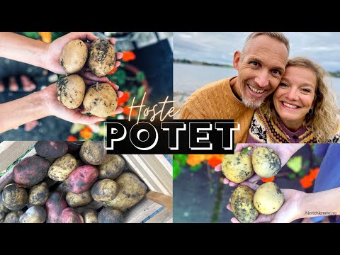 , title : 'POTETER I KJØKKENHAGEN 🥔 Hvordan høste og lagre poteter? Tips til å dyrke poteter'
