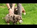 Mini Bernedoodle dogs for sale: Lexie - Video 1