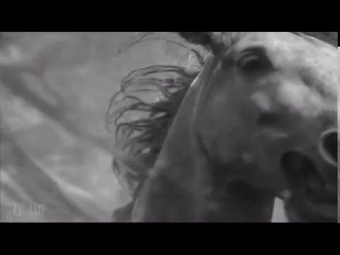 PUSCIFER-Oceans - Surfers with horses