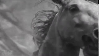 PUSCIFER-Oceans - Surfers with horses