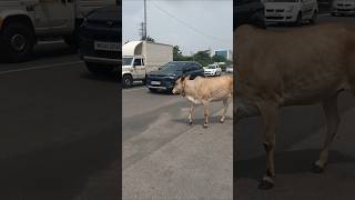cow videos Amba amba hamba hamba sound #funny #dance #comedy #trending #1million #kalalu