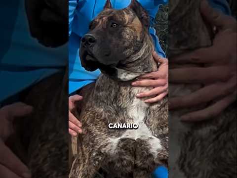 ¿Que PERRO pueden ENFRENTARSE al PODEROSO PRESA CANARIO?🔥#perrospoderosos #dog #perros