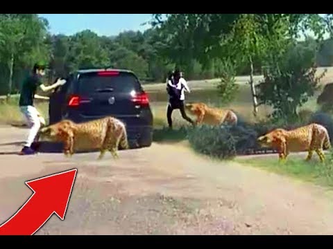 Funny animal videos - Stupid Family and the Lion