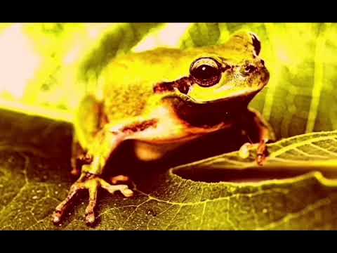 kaeloo season 2 : bad kaeloo transformation.