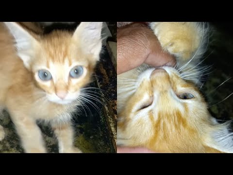 THE TUTU KITTEN IS LEFT BEHIND FROM ITS MOTHER AND LIVES OUTSIDE