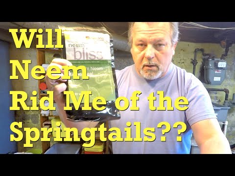 Trying neem on springtail outbreak in mixed red worm bin - vermicompost