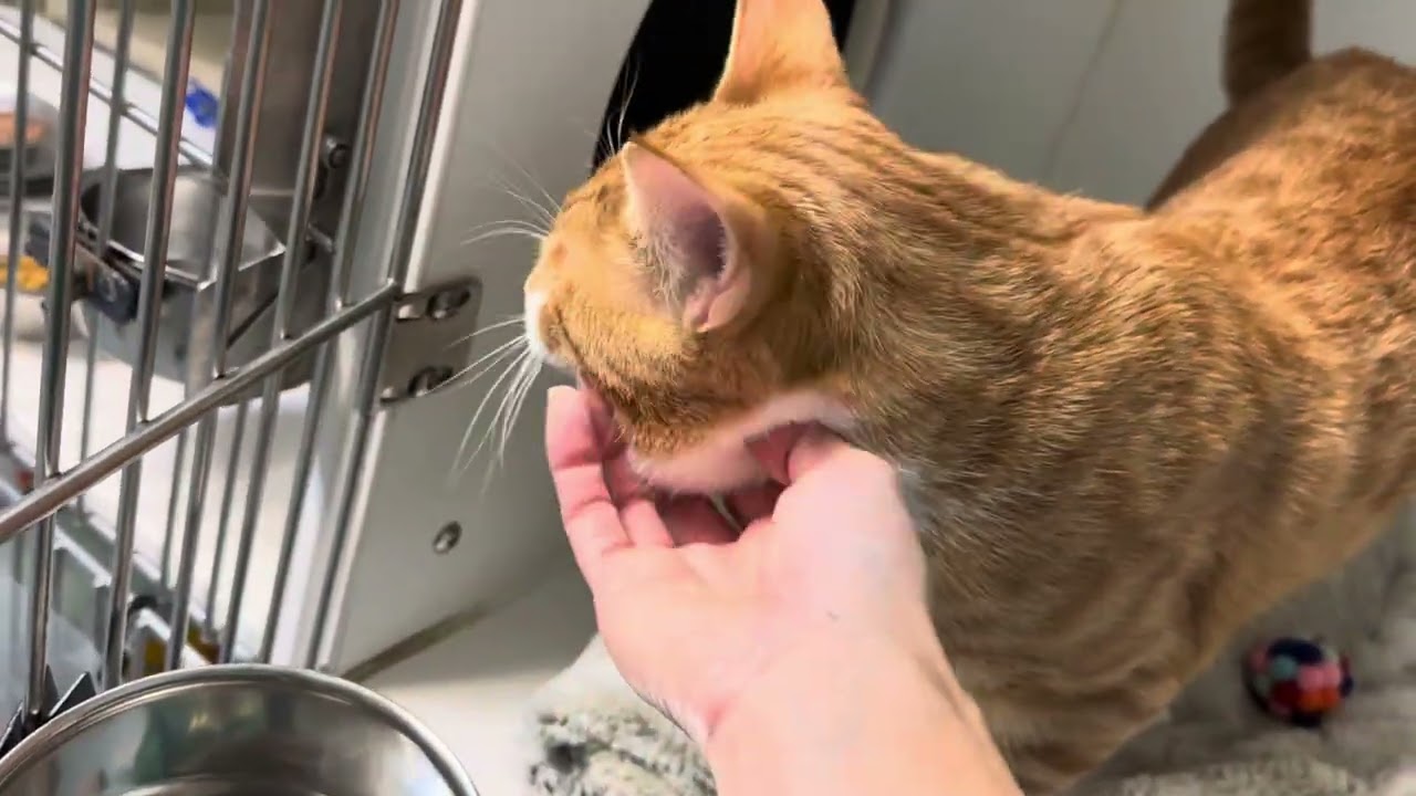 Enlarge Roland, a Adoptable Domestic Short Hair in Clifton, NJ video 5/5