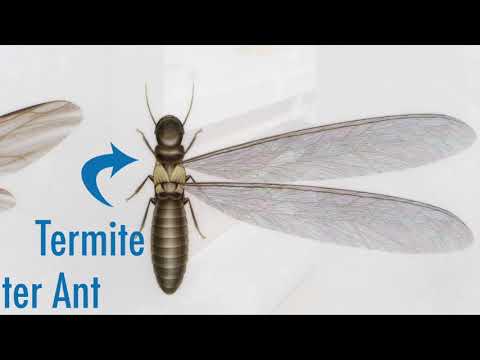 Those Aren't Ants, Those Are Termites Under the Tub in Jackson, NJ