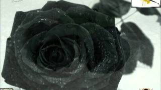 04. Rosas negras - Cheko (FT Coten)