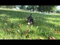 Miniature Australian Shepherd dogs for sale: Kendra - Video 1