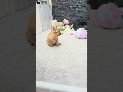 Video 4