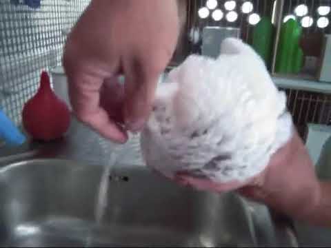 Kropfverstopfung: Entleeren des Kropfes buchon Gaditano تفريغ حوصلة حمام الكاديتانو