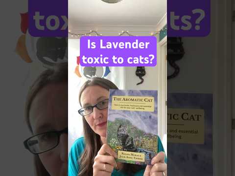 Is Lavender Really Toxic to Cats? 🌸 The Truth Every Guardian Needs