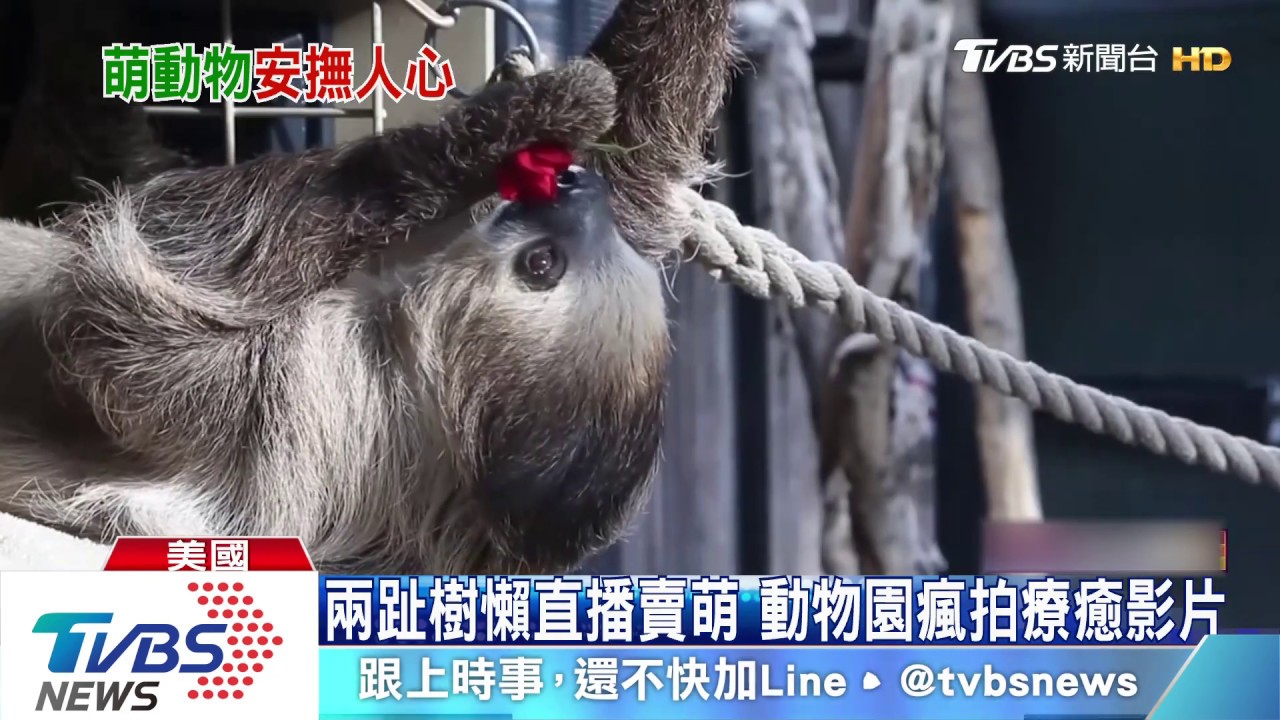 網路影片商機爆發! 兩趾樹懶直播賣萌