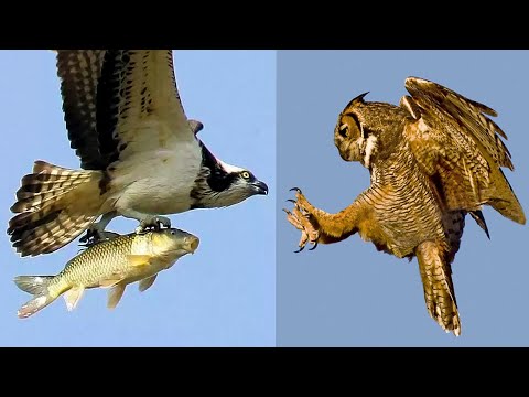 RYBOŁÓW Zjada Rybę a Rybołowa Sowa