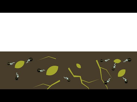 Best4Soil: Biofumigation – Informations pratiques, avantages et inconvénients